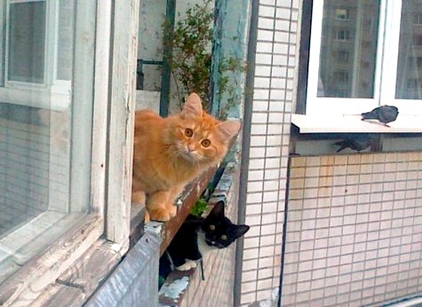 кошка на балконе