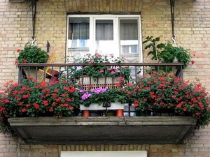 выращивание цветов на балконе