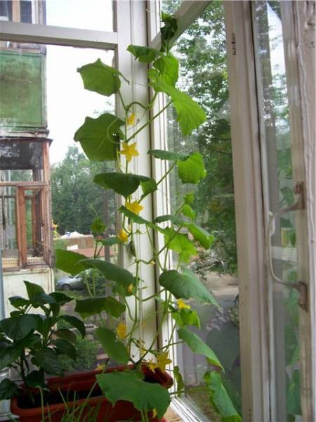 выращивание огурцов на балконе