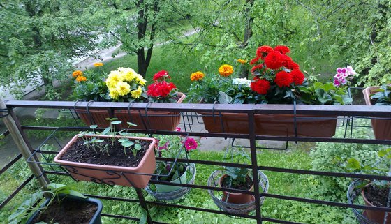 разведение цветов на балконе