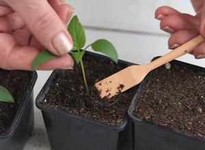 как вырастить овощи в квартире