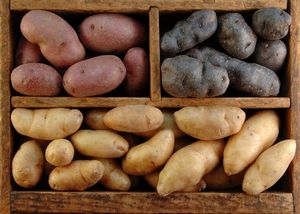 как хранить картошку на балконе зимой