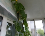 Как выращивать огурцы на балконе