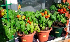выращивание помидоров на балконе