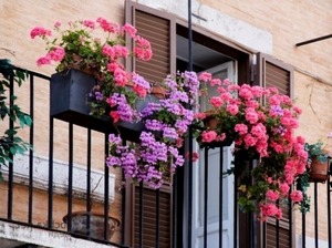какие цветы посадить на балконе