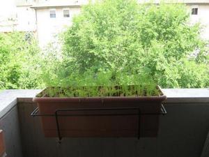 выращивание укропа на балконе