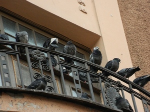как избавиться от голубей на балконе