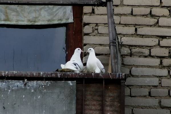 голуби на балконе что делать